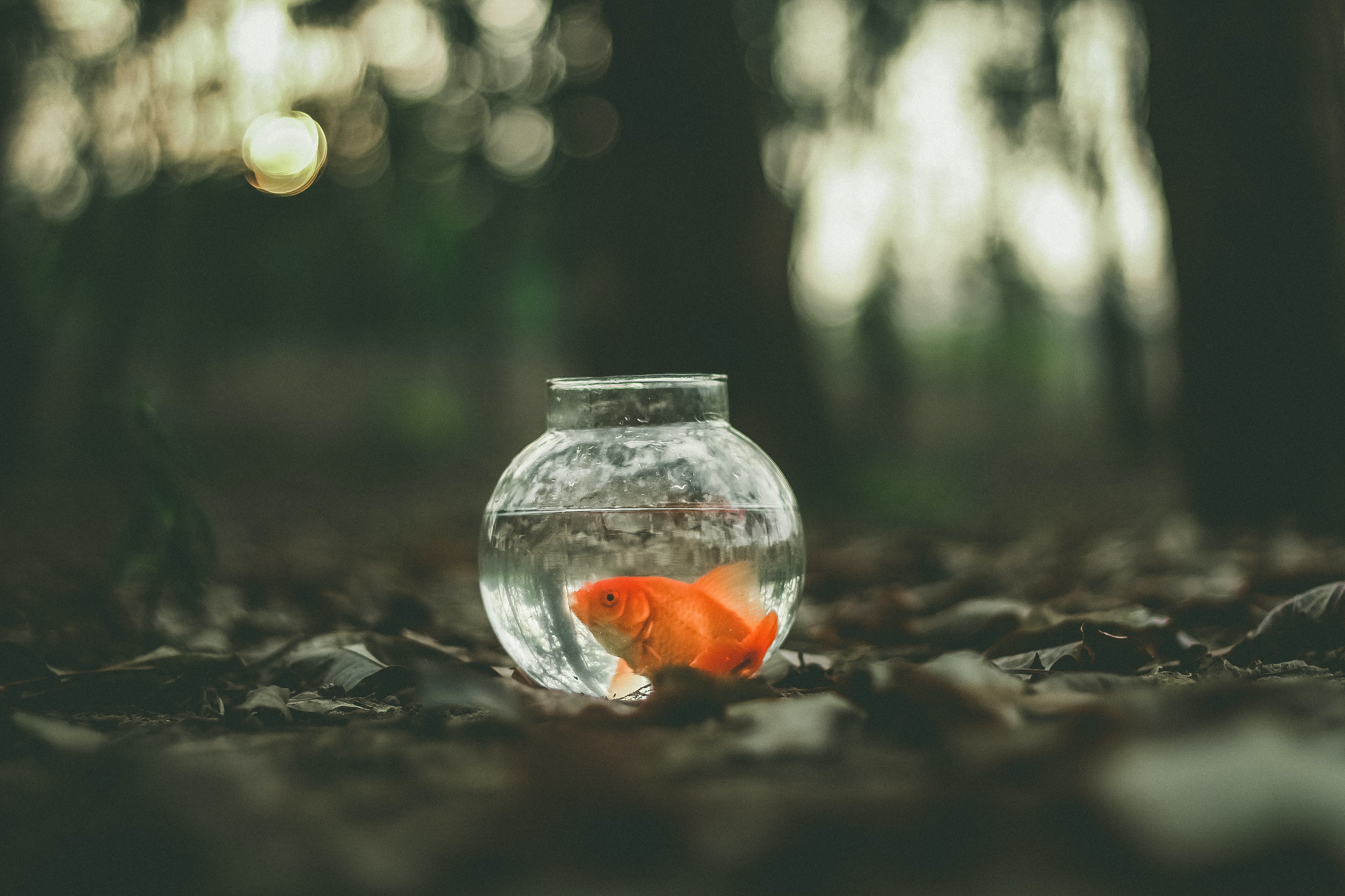 Fish in a bowl.